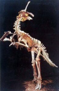 Tsintaosaurus La Licorne Préhistorique